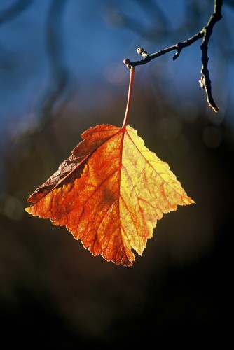 Red and yellow leaf